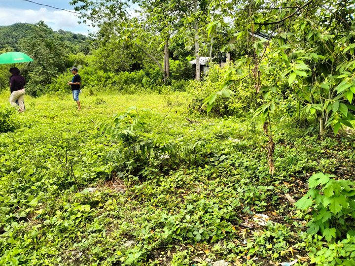 9.2 hectares farm lot for sale in San Remegio,Cebu