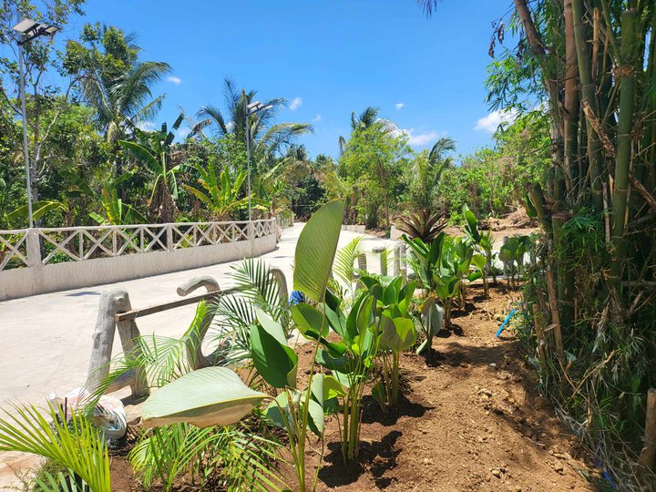 Farm for sale with fruits bearing