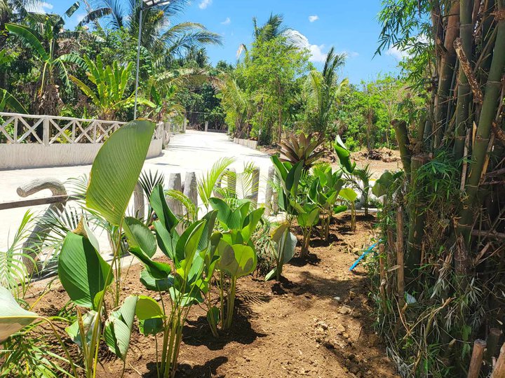 Farm Lot for sale - Peaceful location near Tagaytay