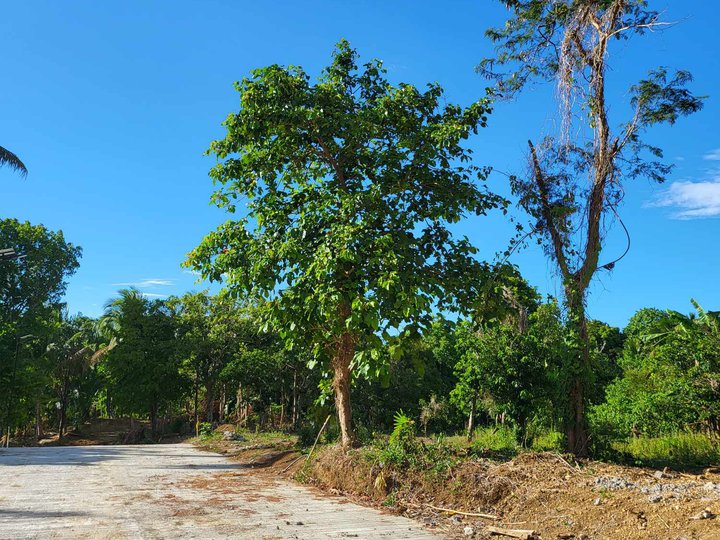 244 sqm Farm Lot For Sale in Cavite