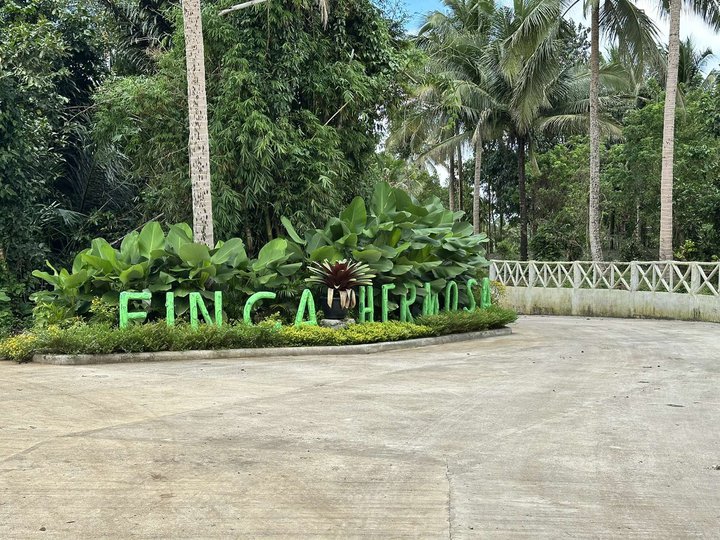 Farm lot with affordable price for sale with fruits bearing