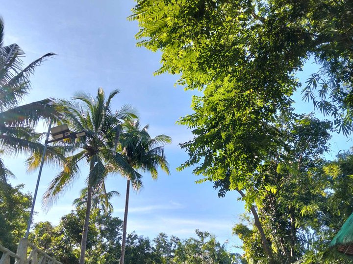 Residential farm lot with fruit bearing and cool weather in Alfonso