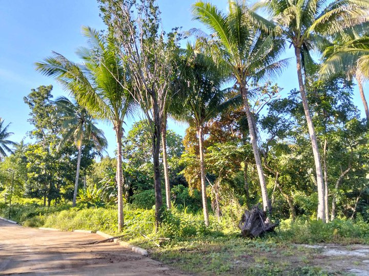 Titled Lot for sale Farm near Sonya's Garden