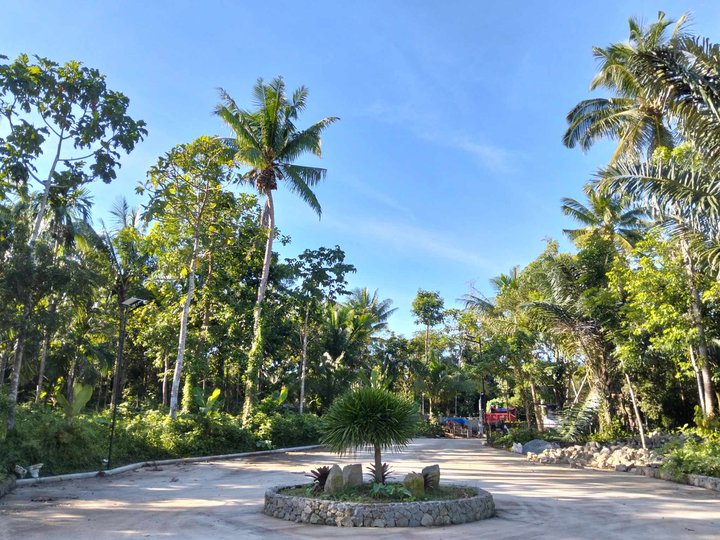 Farm lot for sale near Brgy. Road