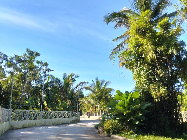 FARM LOT FOR SALE WITH FRUITS BEARING AND COLD WEATHER