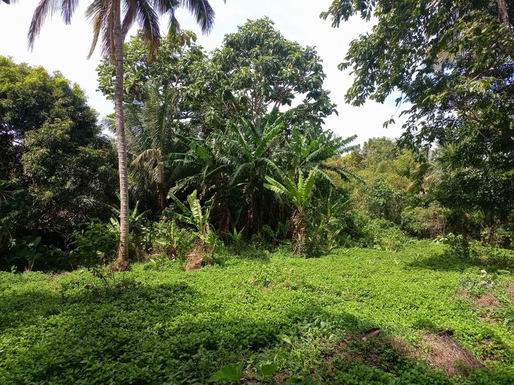 Farm lot for sale with affordable price