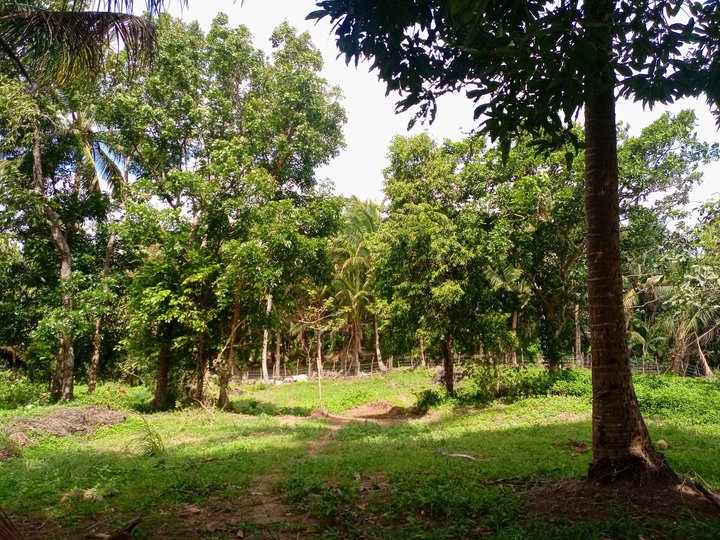 Farm lot for sale with fruits bearing