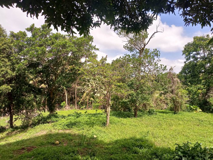 FARM LOT FOR SALE NEAR THE ROAD AND WITH FRUITS BEARING