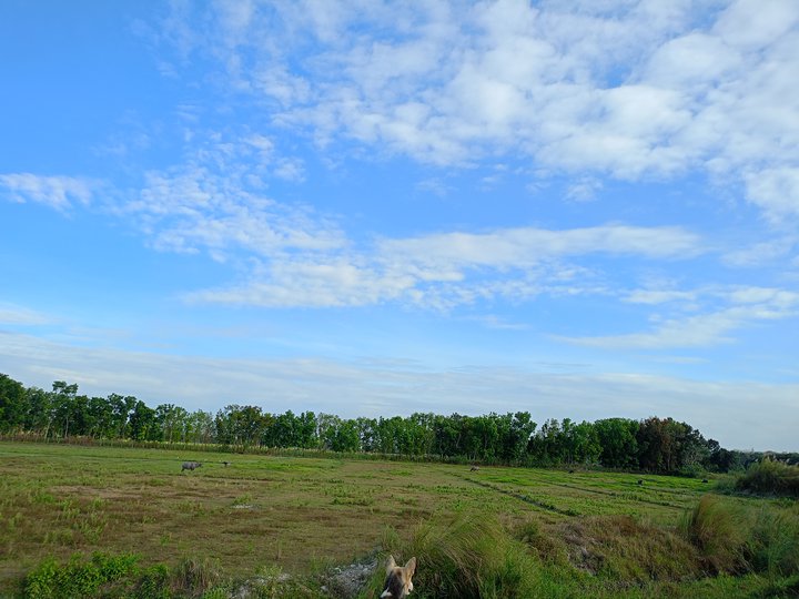 23.89 hectares Farm Lot For Sale in Capas Tarlac