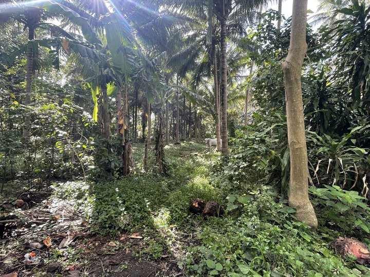 Farm lot for sale in Concepcion Sariaya Quezon [Lot 🚜] (September 2022