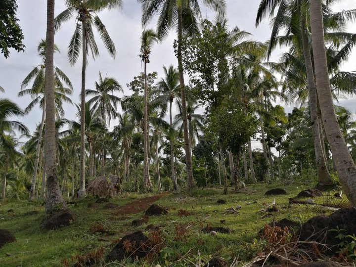 Agricultural Coconut Farm in Cagbacong, Pilar, Sorsogon Land For Sale
