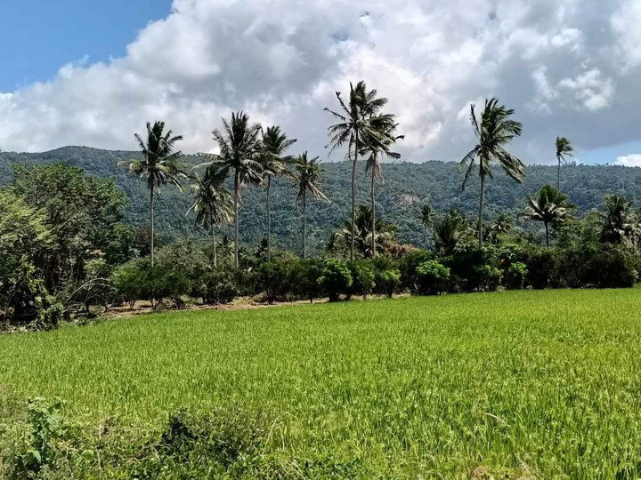 Affordable Residential Farm Lot for Sale in Bagumbayan Laguna