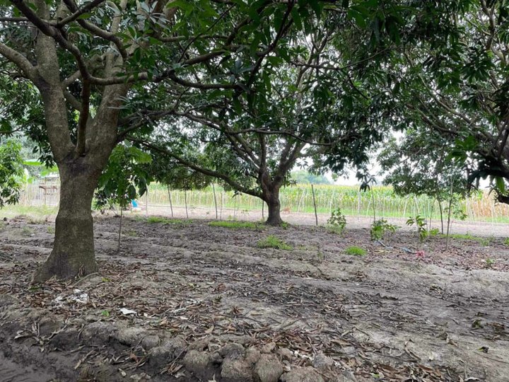 LOT FOR SALE WITH 7 MANGO TREE'S IN TARLAC ALONG BRGY ROAD NEAR NATIONAL HIGHWAY