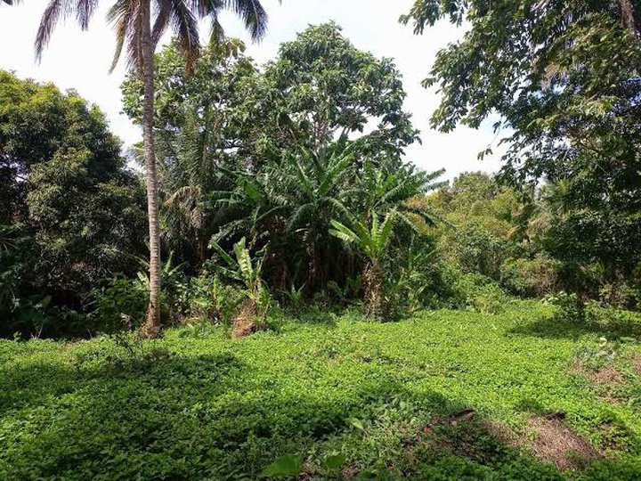 4,007 sqm Agricultural Farm For Sale in Sariaya Quezon