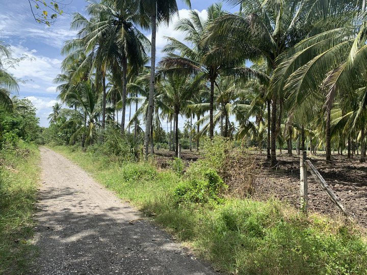 Farm for sale in Olympog General Santo City