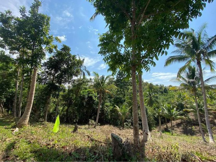 Residential Farm Land for Sale located in Tubigon Bohol