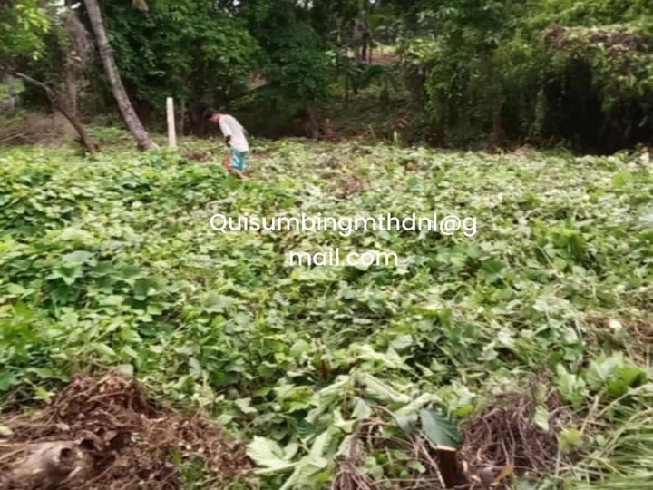 A farm lot in malinao narra palawan that can be used on business