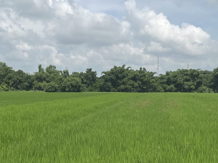 1.2 hectares Residential Farm in front of highway FOR SALE in Santo Tomas pangasinan