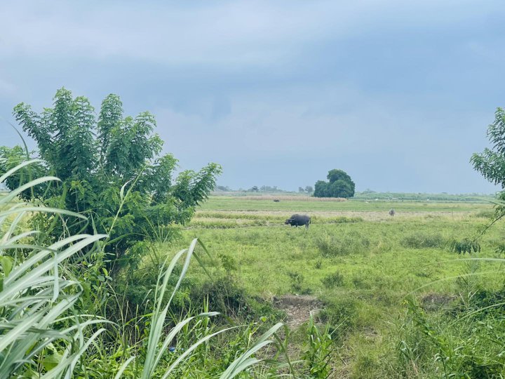 FARM LOT IN TARLAC WITH VIEW OF MT ARAYAT NEAR CONCEPCION SCTEX EXIT