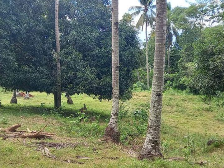 1.06 hectares Agricultural Farm For Sale in Sariaya Quezon