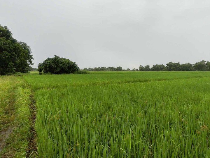 1 hectare Residential Farm For Sale in Mabalacat Pampanga