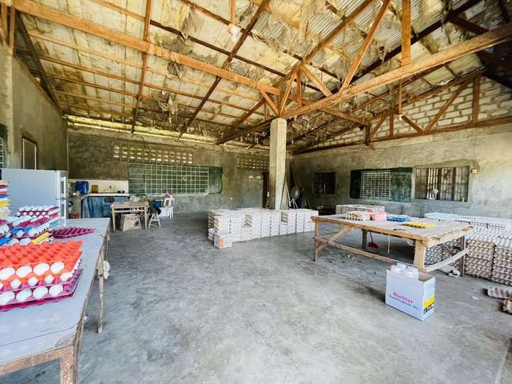 RUSH SALE LAYER POULTRY FARM IN PAMPANGA  TAKE OVER EXISTING BUSINESS