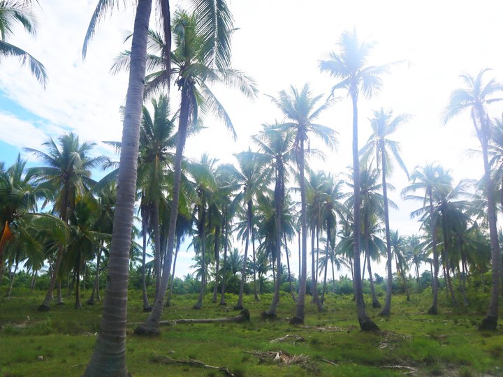 5.63 hectares - Agricultural (Coconut) Farm For Sale in Roxas Palawan