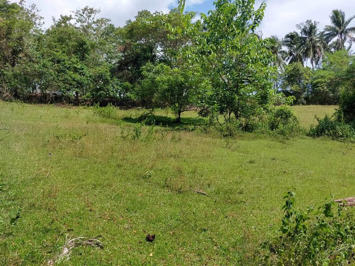 Residential Farmland for Sale in Maribojoc Bohol