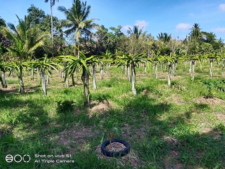 Dragon Fruit Farm For Sale few mins. To Tagaytay