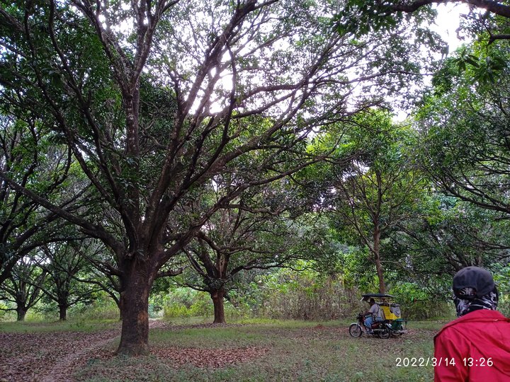 1.03 hectares Agricultural Farm For Sale in Villasis Pangasinan