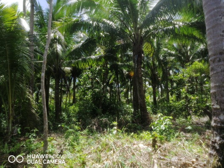 Coconut Farmland For Sale