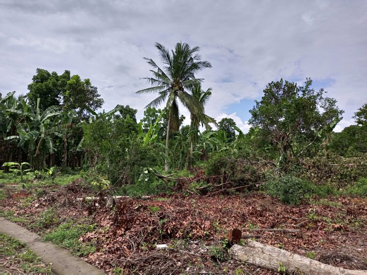 1000 sqm Farm Lot for Sale in Behia Tiaong, Quezon