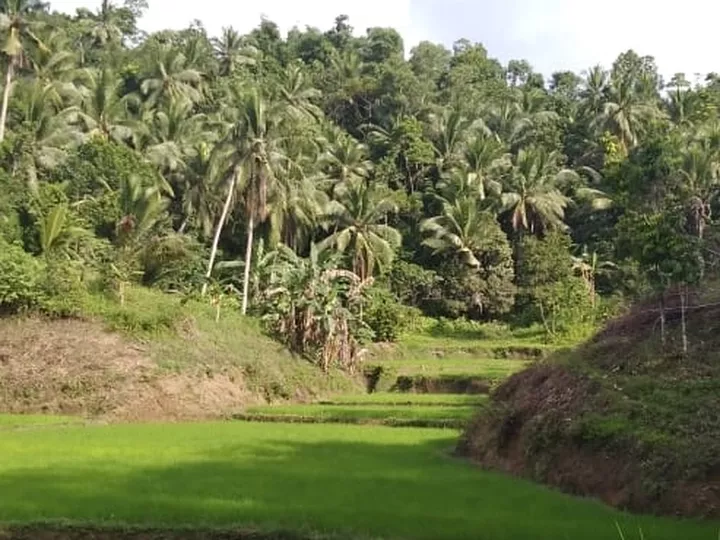 36405 sqm agricultural land for sale in sapian capiz.
