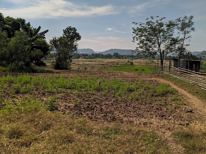 Rice field farm lot for sale