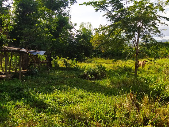 2,323 sqm Residential Farm For Sale in Carcar Cebu