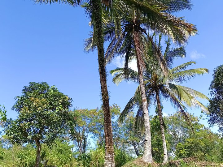 TITLED LOT IN TANAY RIZAL  WITH FRUIT BEARING TREES