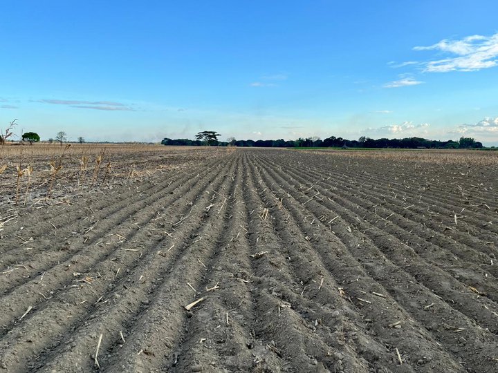 2.48 hectares Agricultural Farm For Sale in Alcala Pangasinan