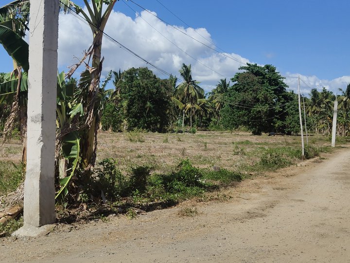 1000 sqm Residential Farm Lot FOR SALE in Candelaria Quezon