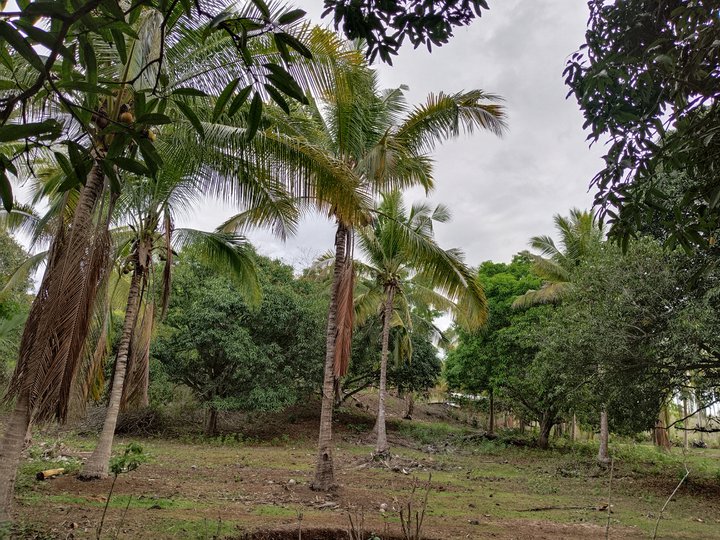 Rush 890k Only Farmlot With Mango and Coconut Trees