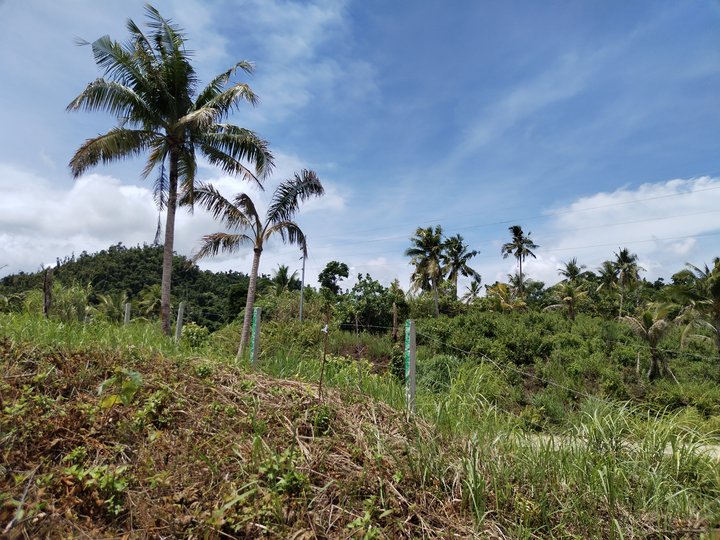 300 sqm Residential Farm SIARGAO ISLAND