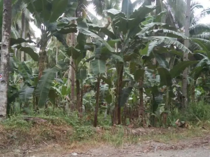 1,000 sqm Residential Farm For Sale in Tagum Davao del Norte