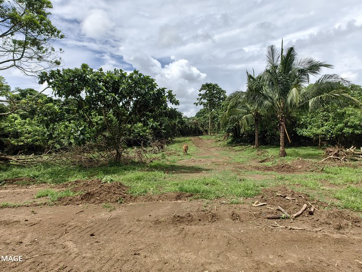 Farm Lot For Sale 500 Sqm Cut Size