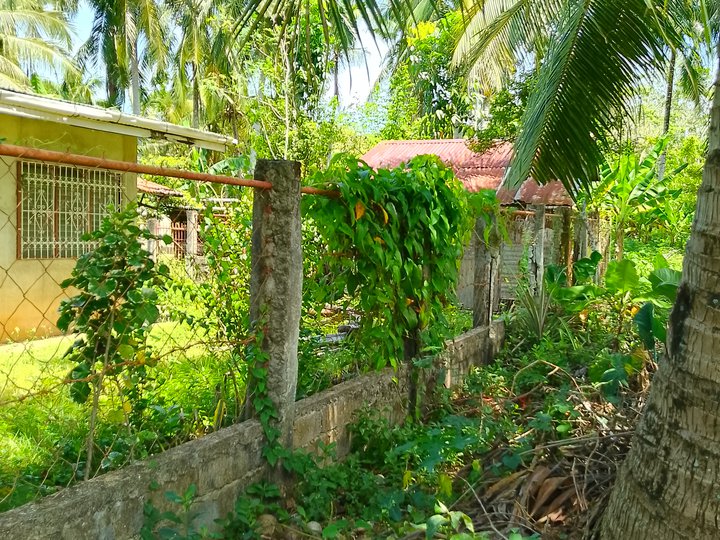 Pinakabarato sa Camotes Lot Near Beach