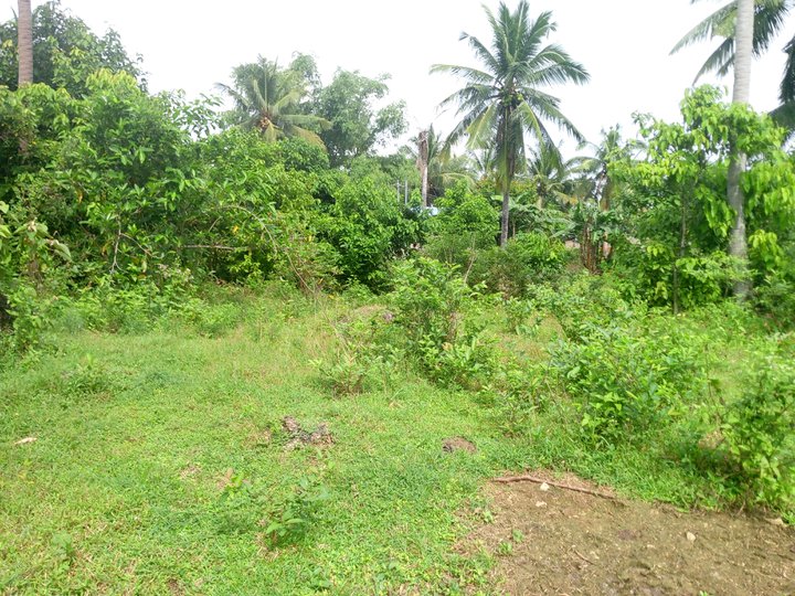 7000sqm.Residential Farm For sale in pinamungajan cebu