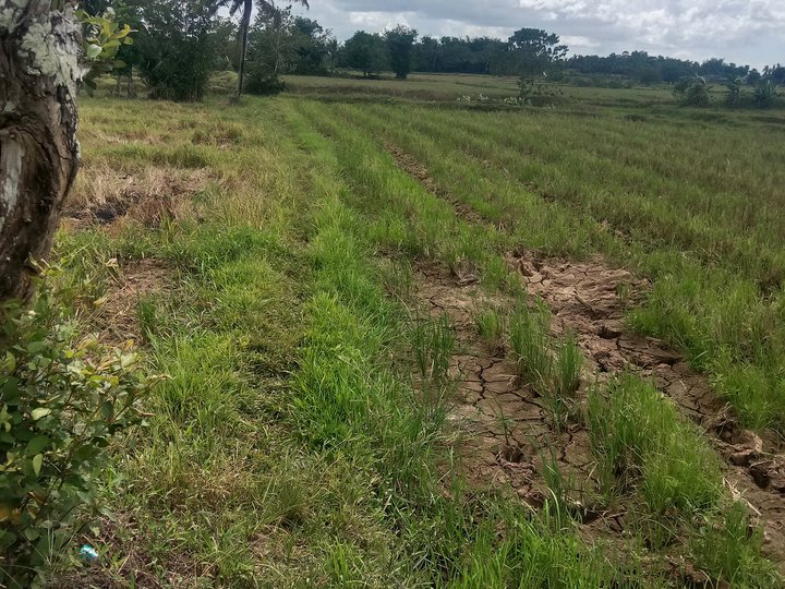 2.4 hectares Farm Lot For Sale in San Miguel Bohol