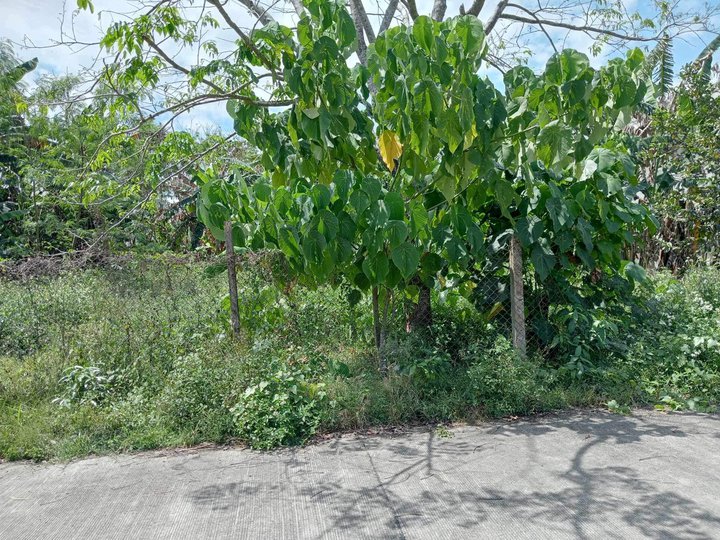 Residential Lot For Sale in Baler Aurora 3,500/sqm