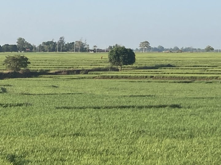 11,9 Hectares of Rice Farm Lands located at San Felipe, Llanera, Nueva Ecija