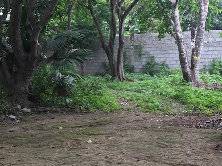 A residential lot with several fruit bearing  mango trees and a santol tree.