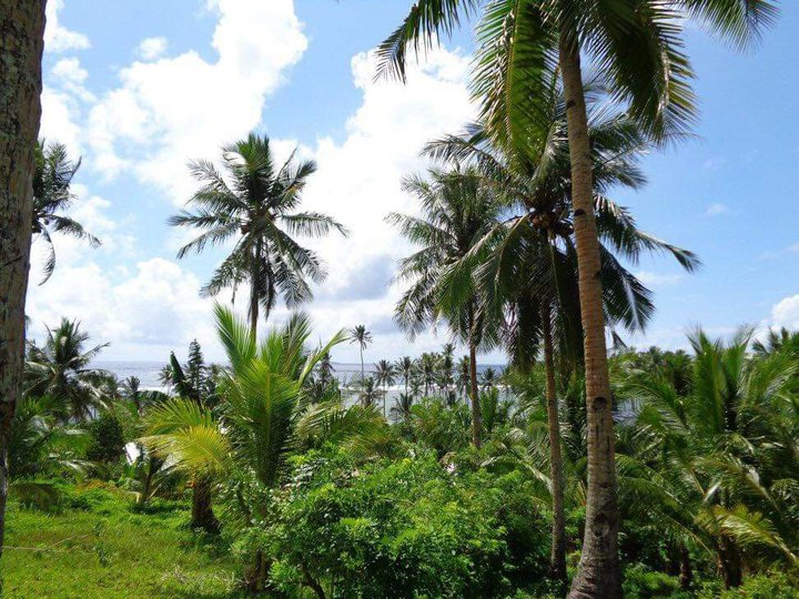 Coconut land Farm