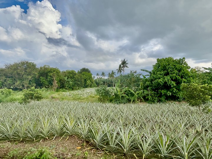 19+ hectares Agricultural Land For Sale
